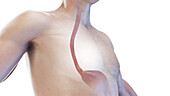 Oesophagus and stomach, illustration