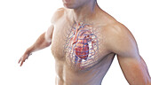 Heart in a male body, illustration