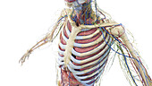 Anatomy of the upper body, illustration