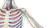 Anatomy of the shoulder, illustration