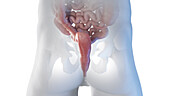 Posterior view of the rectum, illustration