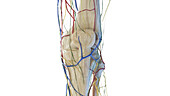 Anterior anatomy of the knee, illustration