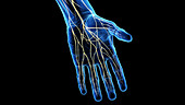 Nerves of the hand, illustration