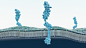 RAGE receptors in membrane, illustration