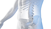 Lumbar spine, illustration