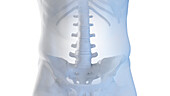 Lumbar spine, illustration