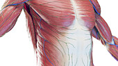Thorax muscles, illustration