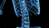 Posterior lumbar spine, illustration