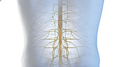 Lower spinal cord, illustration