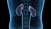 Kidneys, adrenal glands and ureters, illustration