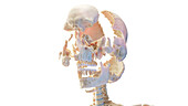 Sectioned human skull, illustration