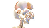 Sectioned human skull, illustration