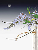 Wisteria in flower, illustration