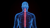 Spinal cord, illustration