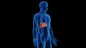 Healthy liver turning into fatty liver, illustration