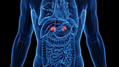 Adrenal glands, illustration