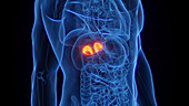 Adrenal glands, illustration