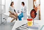 Kidney health in pregnancy, conceptual image