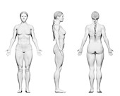 Female bodybuilder body, illustration