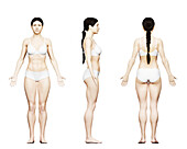 Fit female body, illustration