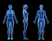 Fit female body, illustration