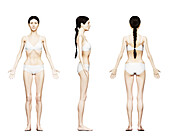 Underweight female body, illustration