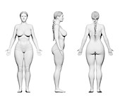 Curvy female body, illustration