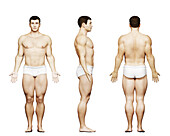 Male bodybuilder body, illustration