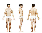 Fit male body, illustration