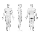 Stocky male body, illustration