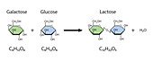 Lactose sugar formation, illustration