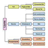 Lipids classification chart, illustration