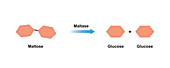Maltase enzyme action, illustration, illustration