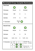 Monohybrid cross total dominance, illustration