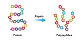 Pepsin enzyme function, illustration