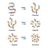 Enzymes breaking down protein, illustration