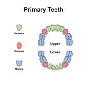 Primary teeth, illustration