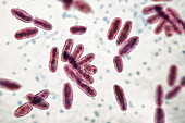 Aeromonas bacteria, illustration