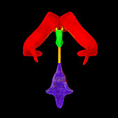 Ventricular system of the brain, illustration