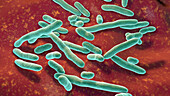 Elizabethkingia meningoseptica bacteria, illustration