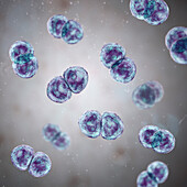 Streptococcus pneumoniae bacteria, illustration