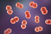 Streptococcus pneumoniae bacteria, illustration