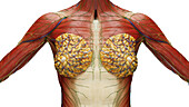 Female chest anatomy, illustration