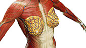 Muscles of chest, illustration