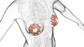 Mammary glands, illustration