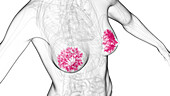 Mammary glands, illustration