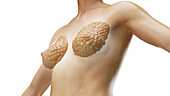 Breast tissue, illustration
