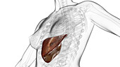 Liver, illustration