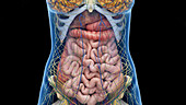 Internal organs, illustration