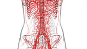 Circulatory system, illustration